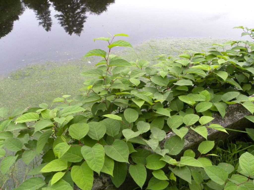 Lutter contre les plantes néophytes envahissantes – par respect pour l’environnement